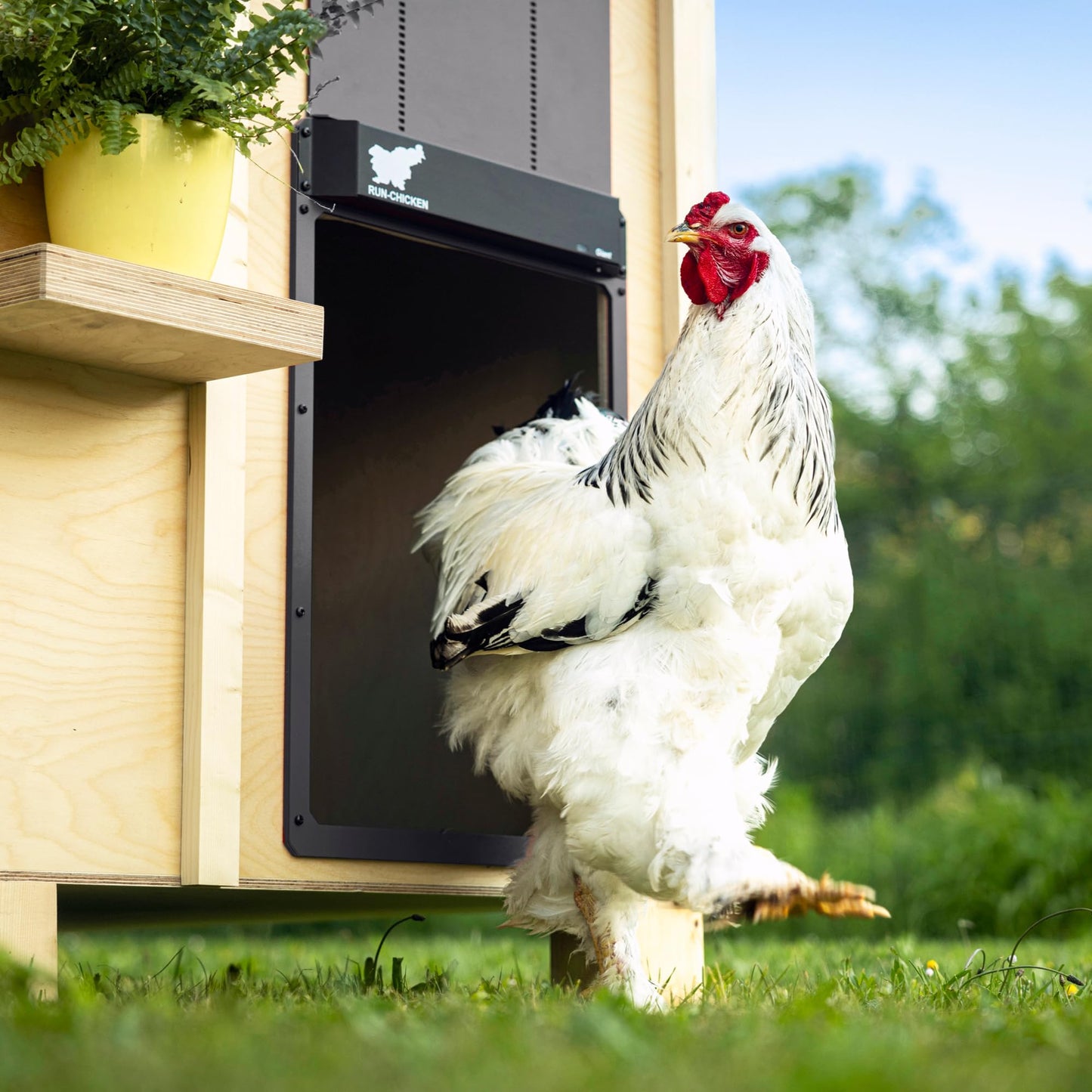RUN-CHICKEN Door Giant – Large Automatic Poultry Coop Door for Ducks & Turkeys, Not for Chickens, Battery Powered/Solar Compatible, Heavy-Duty Aluminum, Predator Proof, Easy Install (Gray)